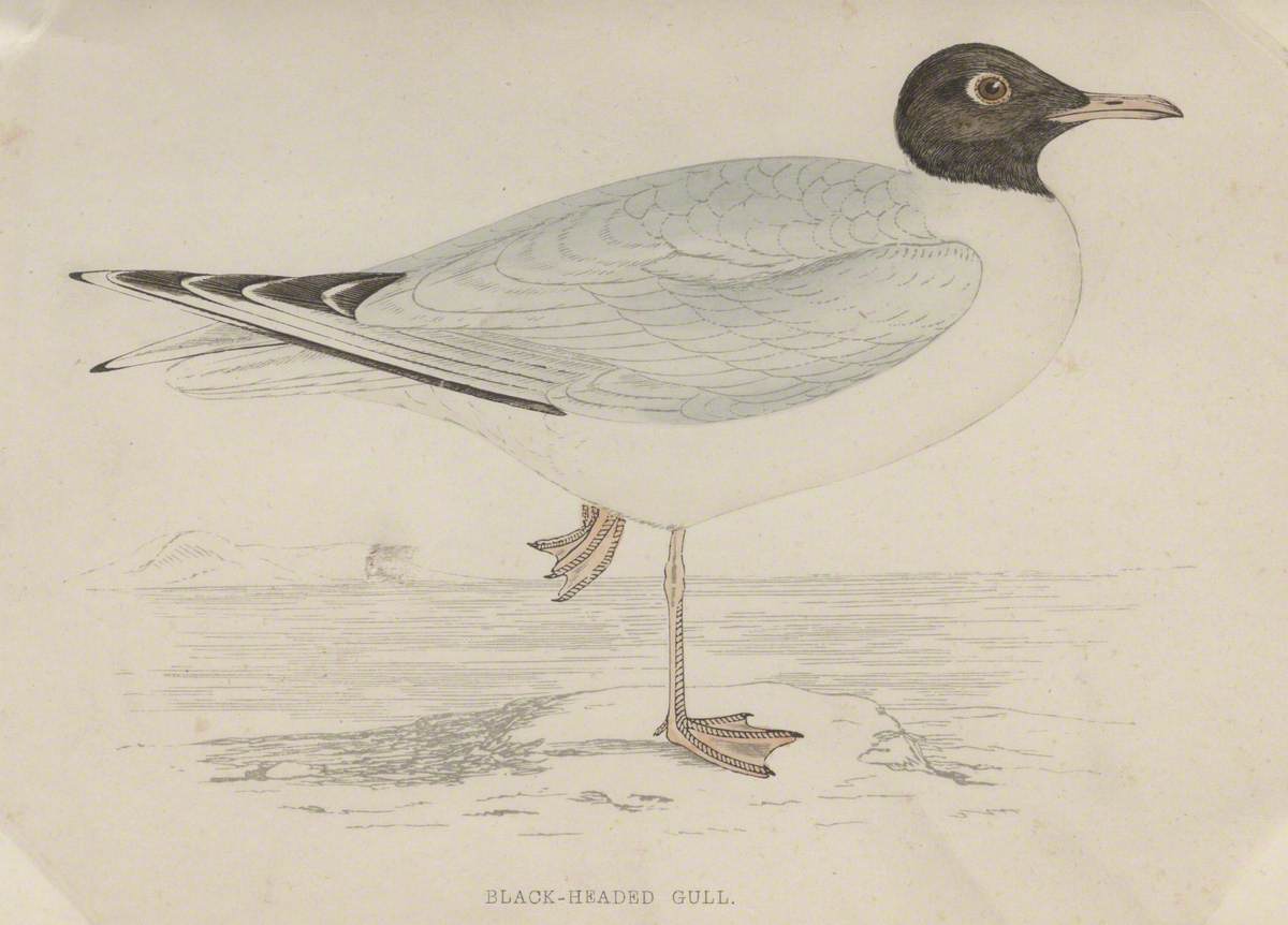 Black-Headed Gull