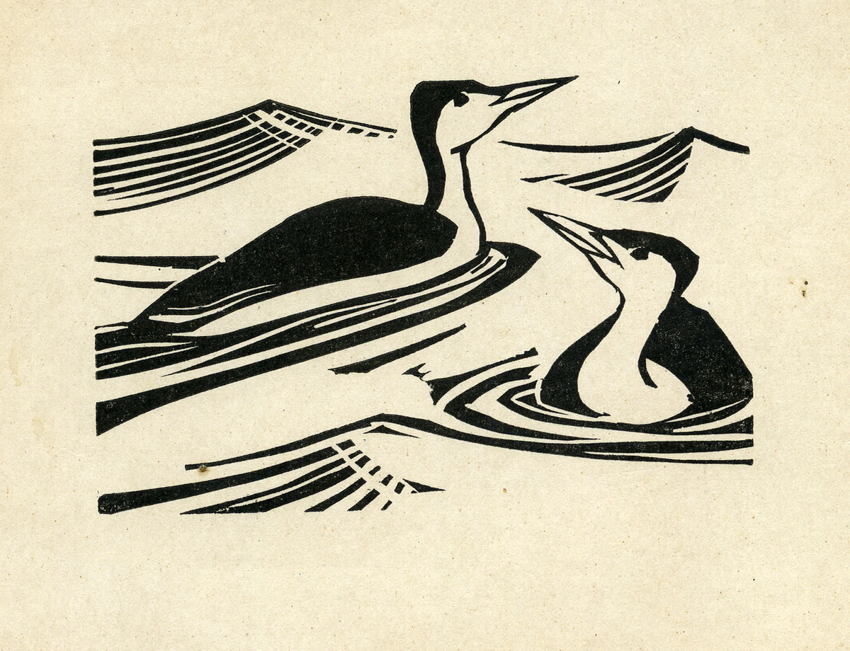 Great Northern Divers, 1948