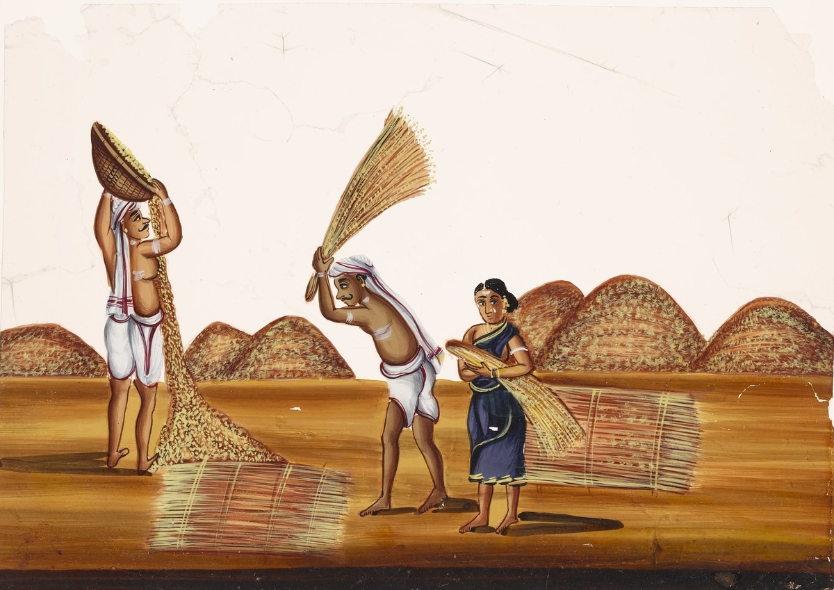 Indian farmers working in the fields