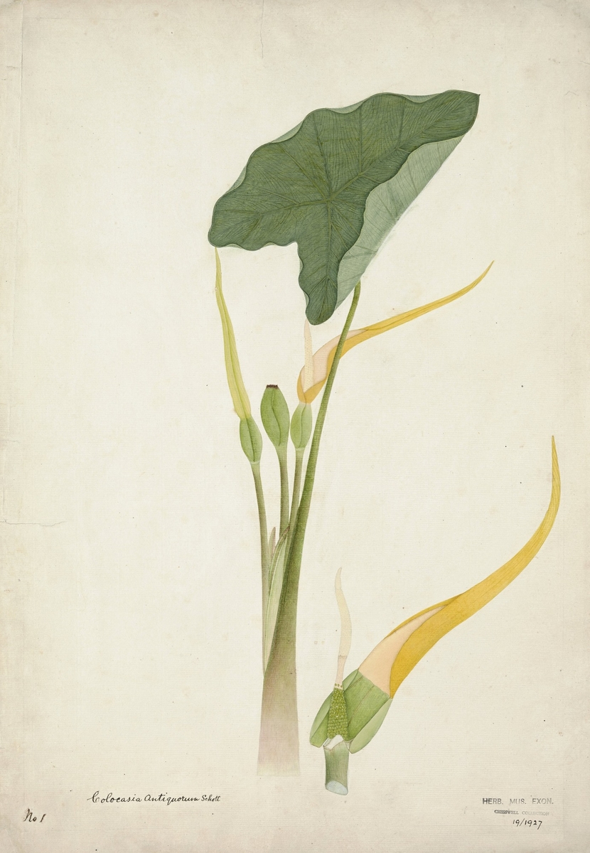 Botanical drawing, taro, dasheen or eddoe