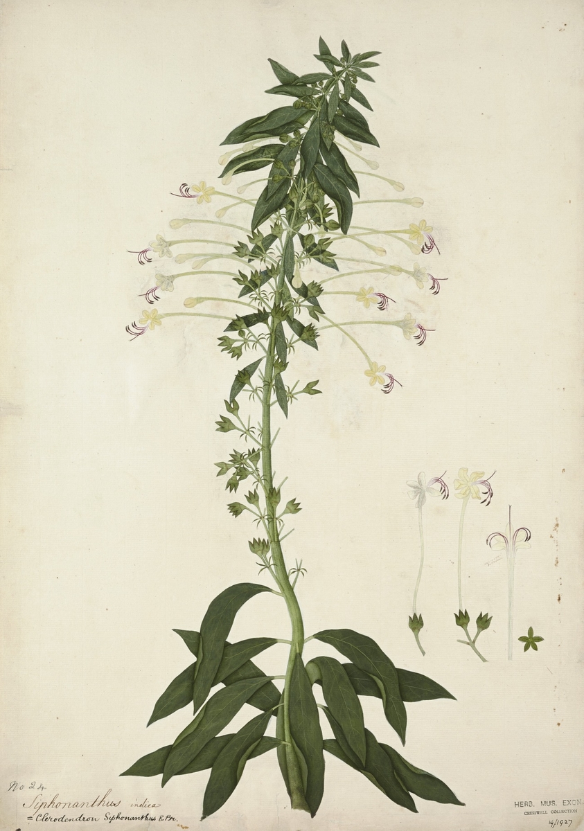 Tubeflower: bowing lady