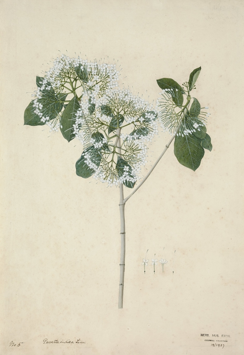 Tamarind tree