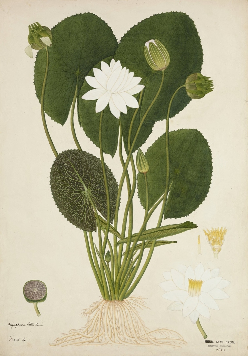 Nymphaea Lotus Linn
