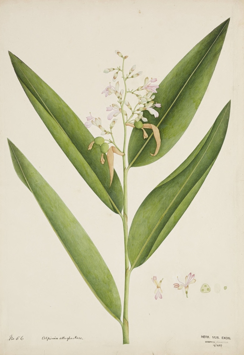 Ginger (Alpinia allughas Rose)