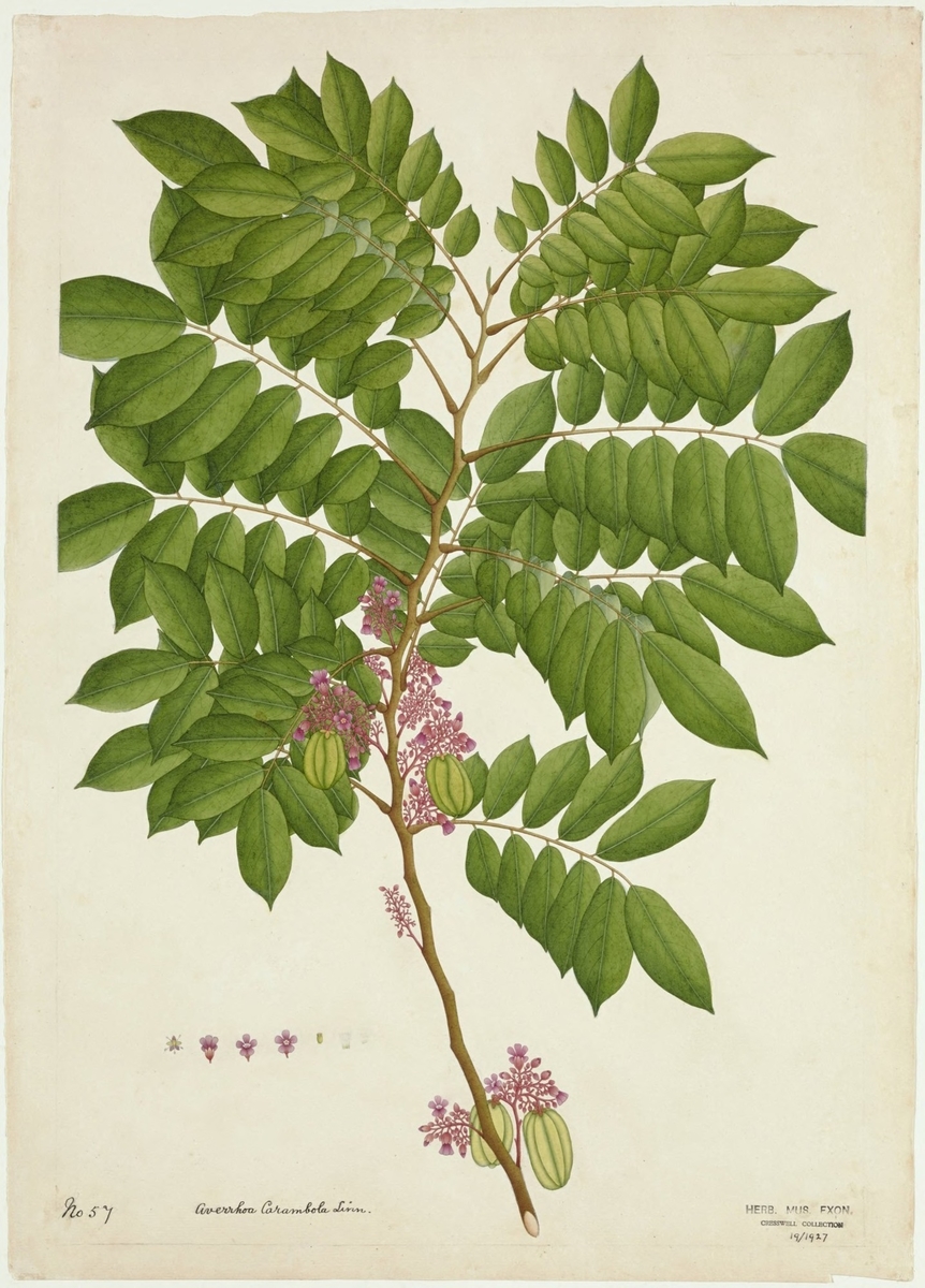 Star fruit (Averrhoa Carambola Linn)