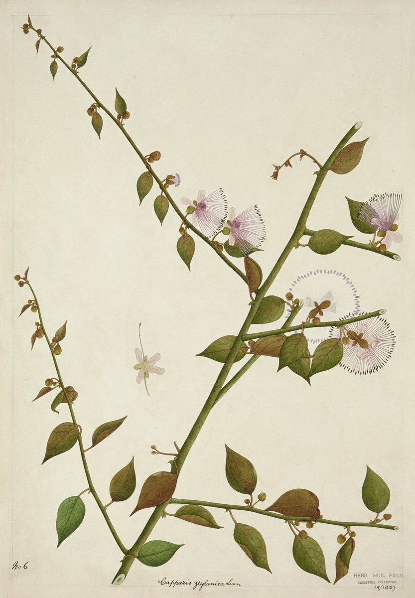 Ceylon caper (Capparis zeylanica)