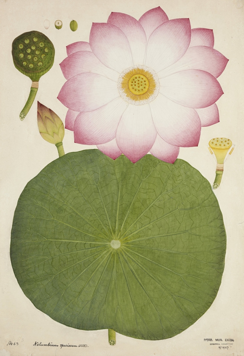 Sacred lotus (Nelumbo nucifera)