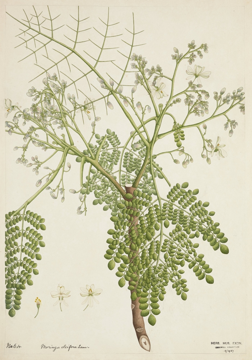 Horseradish Tree (Moringa oleifera)
