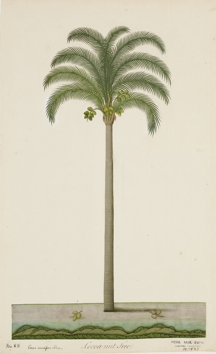 Cocoa nut tree