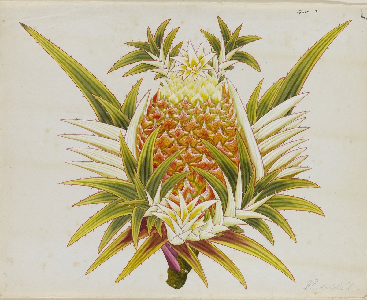 Pineapple