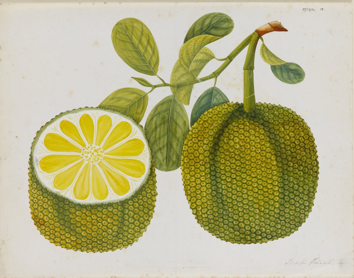 Jackfruit