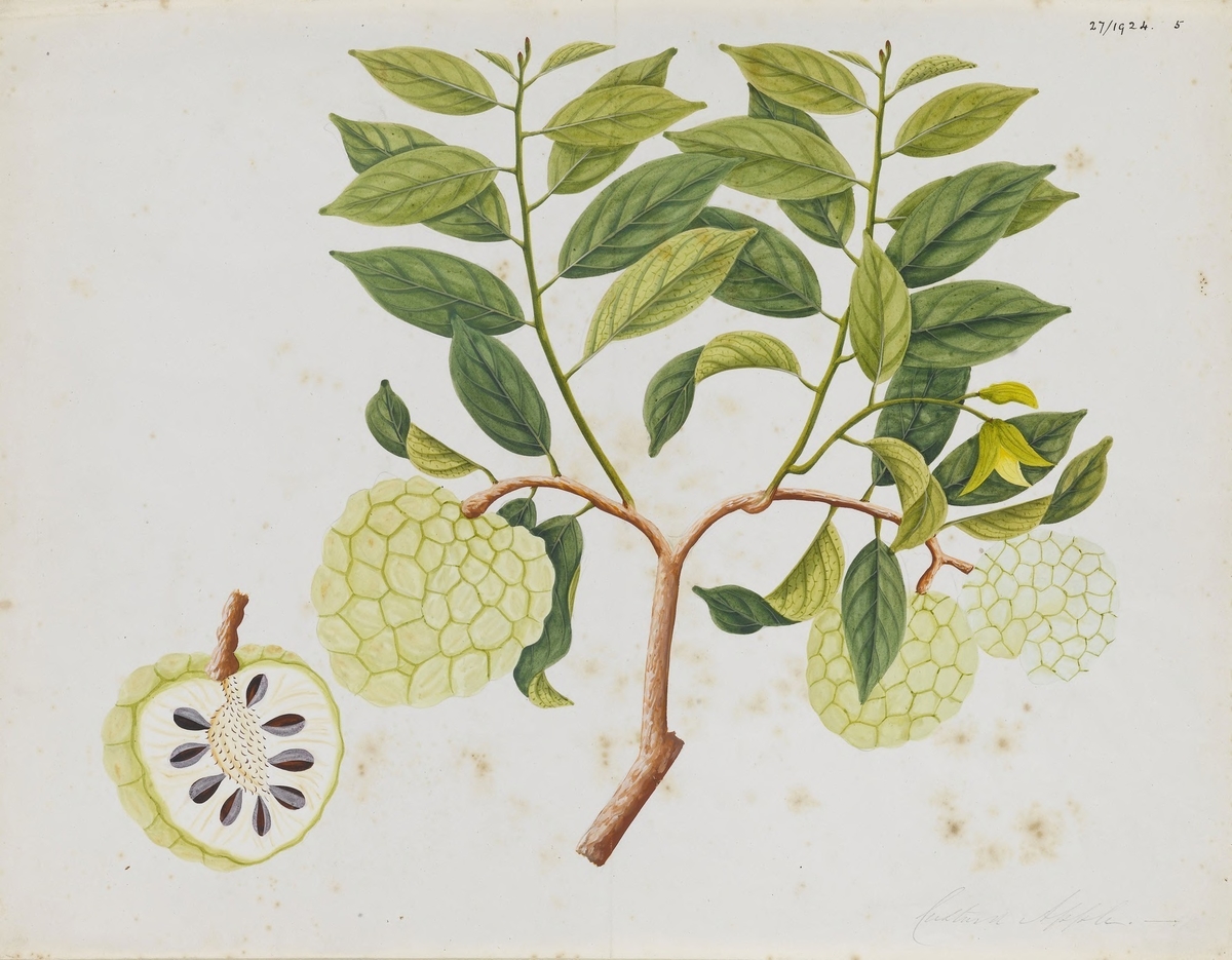 Custard Apple