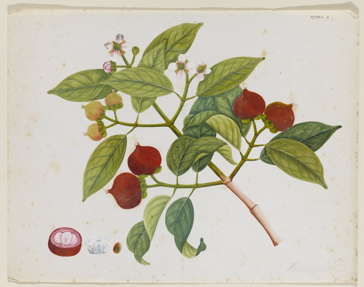 Mangosteen