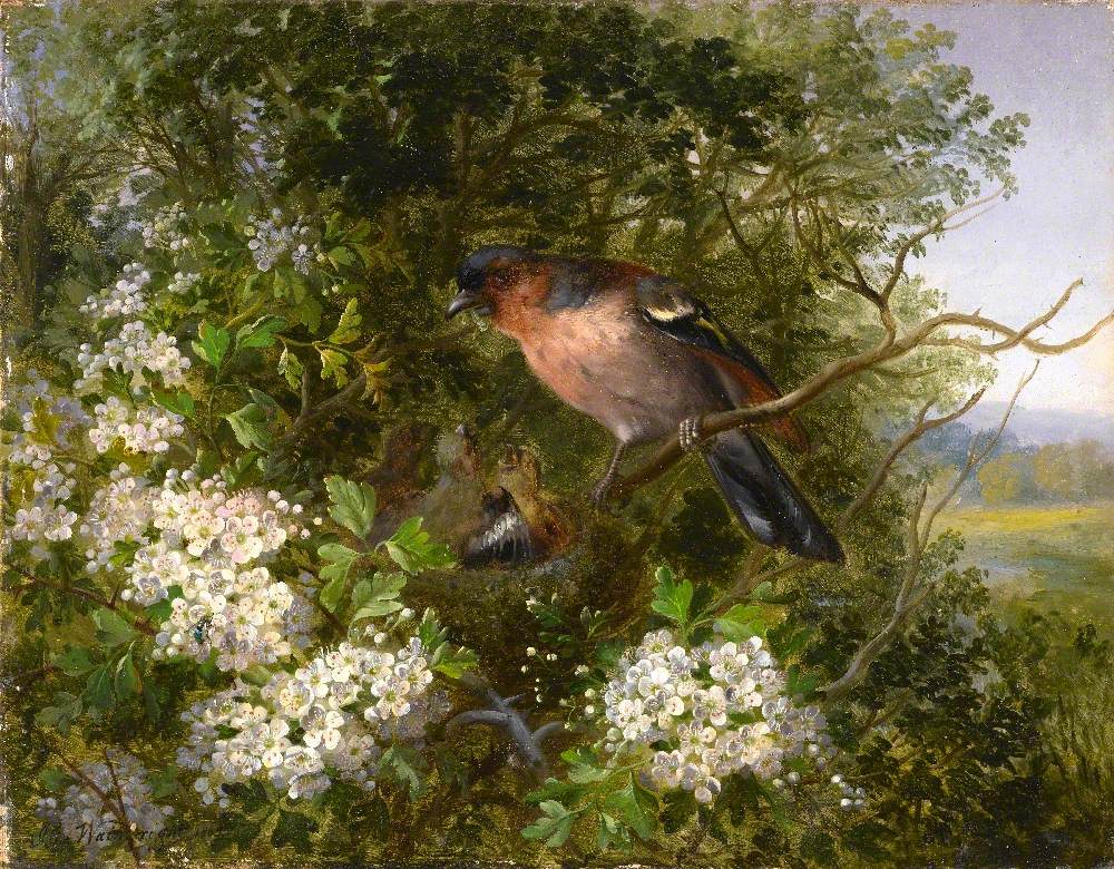 Hawthorn and Chaffinch