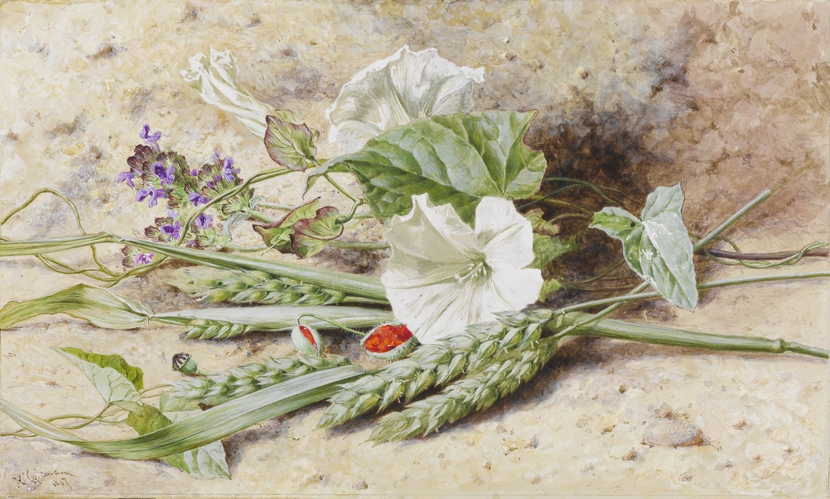 Study of Convolvulus and Green Wheat