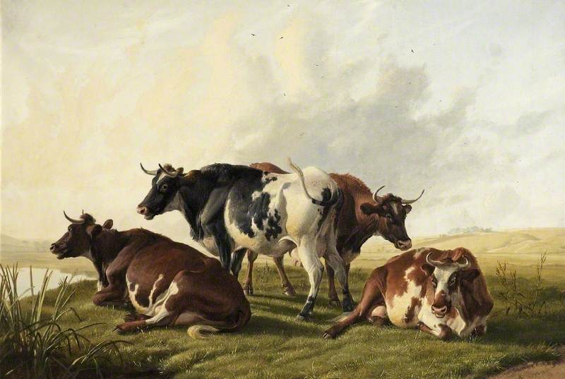 Cows