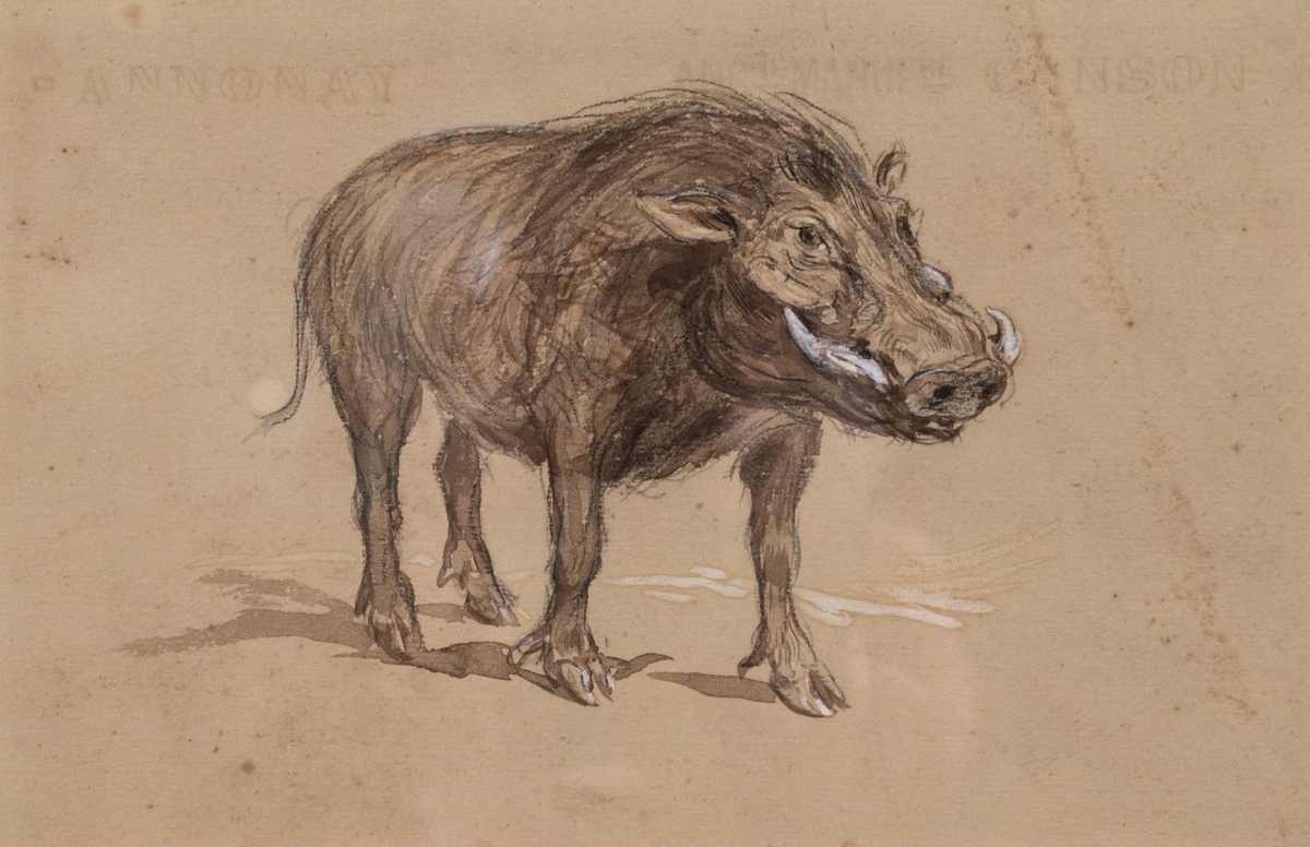 Warthog