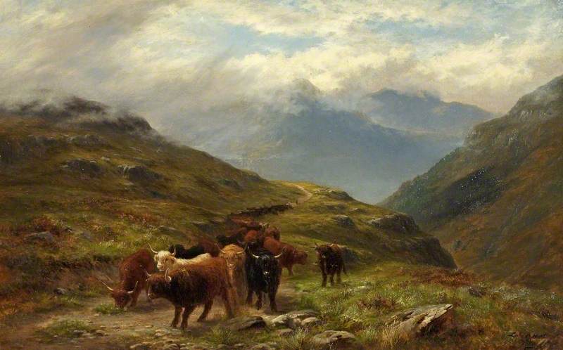 Highland Cattle, a Mountain Road, near Ballachulish, Argyll