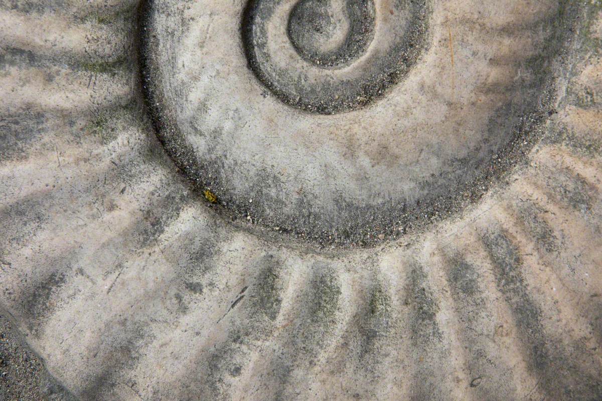Ammonite Pavement