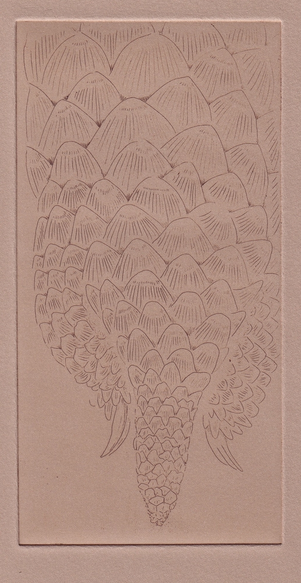 Pangolin