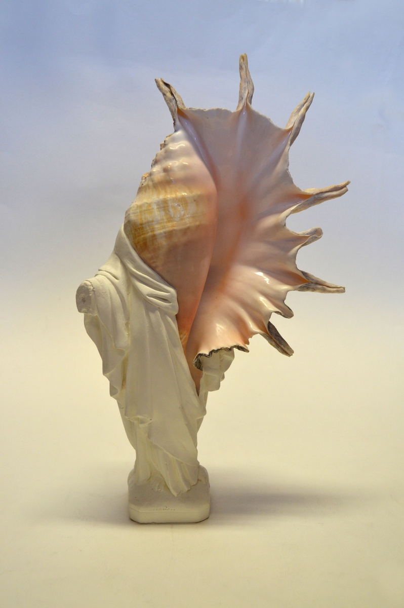 Shell Goddess