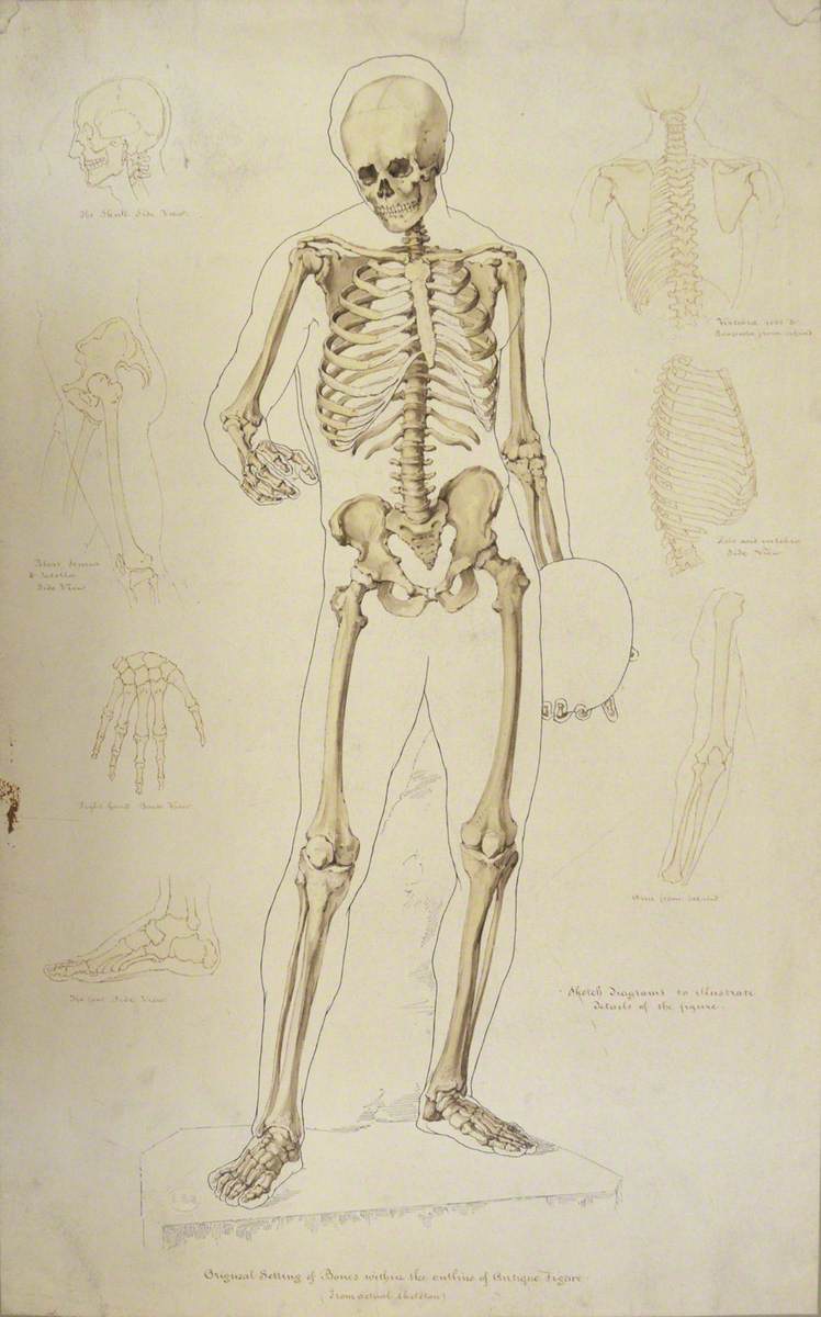 Original Setting of Bones within the Outline of Antique Figure