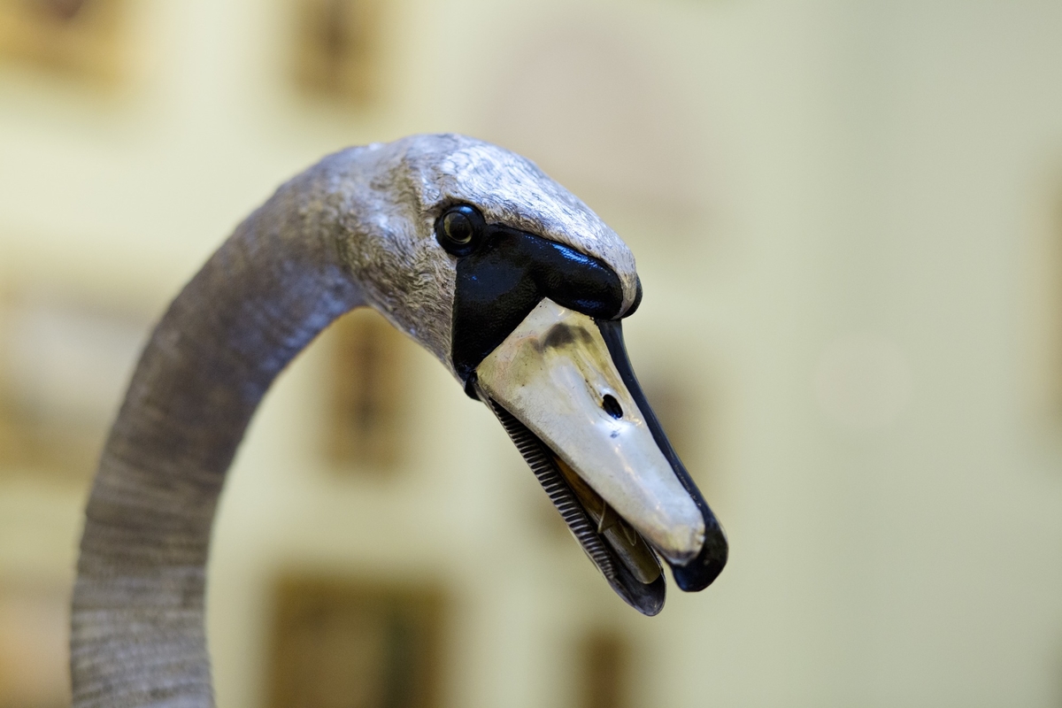 The Silver Swan