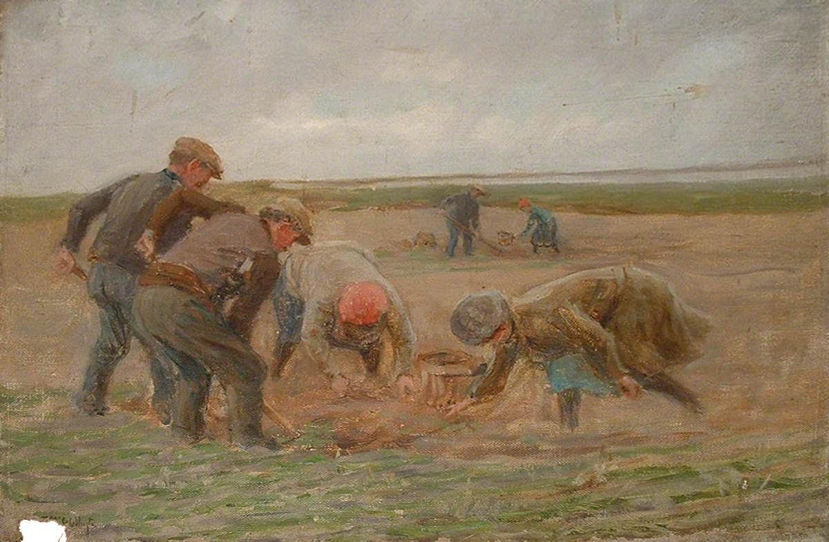 No. 6, Harvesting Potatoes, Red Tam