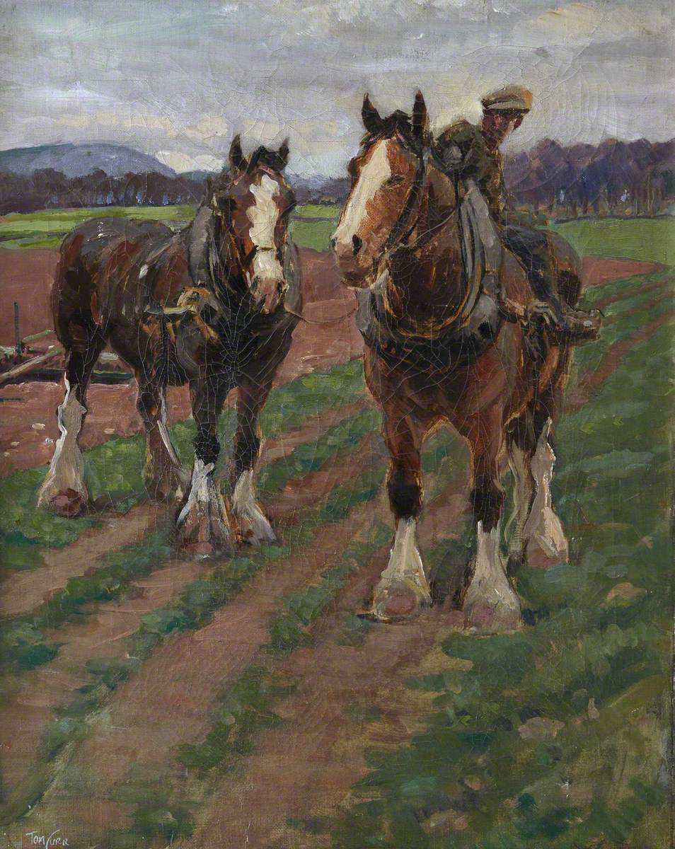 Study of Clydesdale Horses