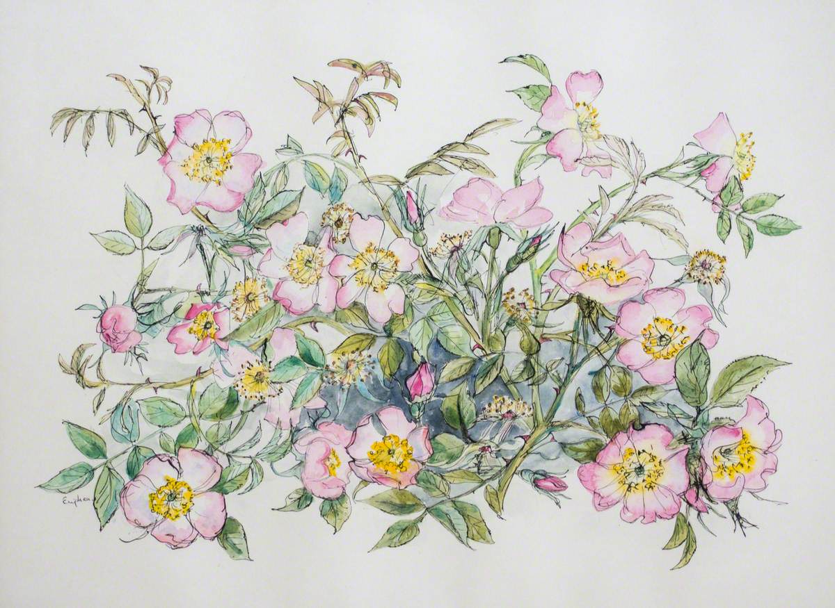 Wild Roses