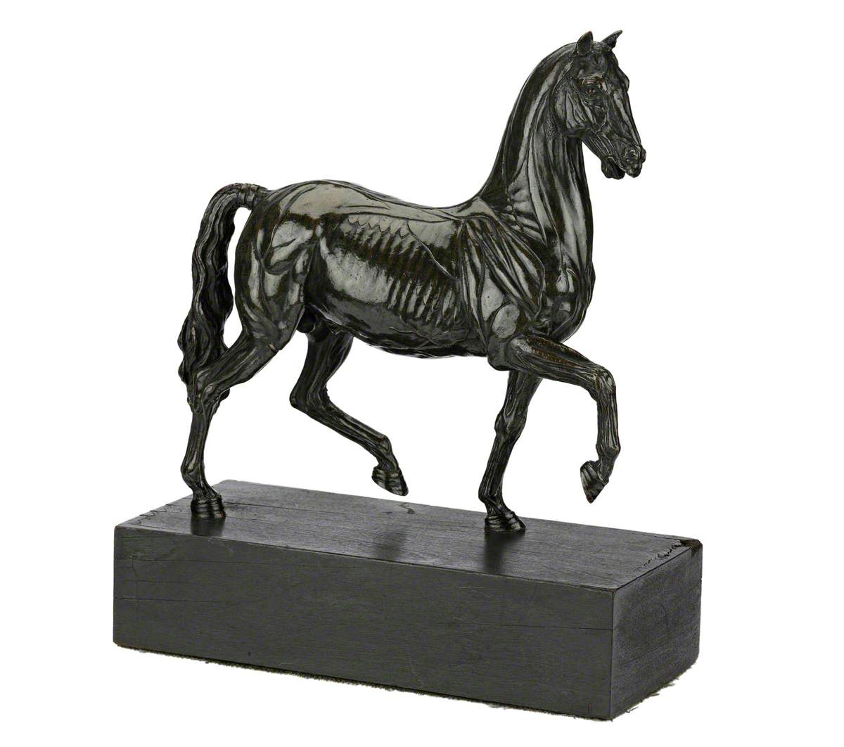 Anatomical Figure of a Horse*