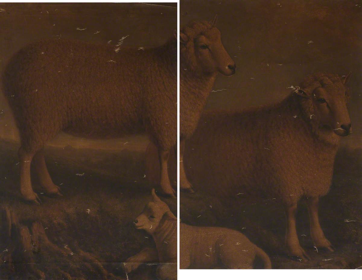 Ryeland Ram, Ewe and Lamb