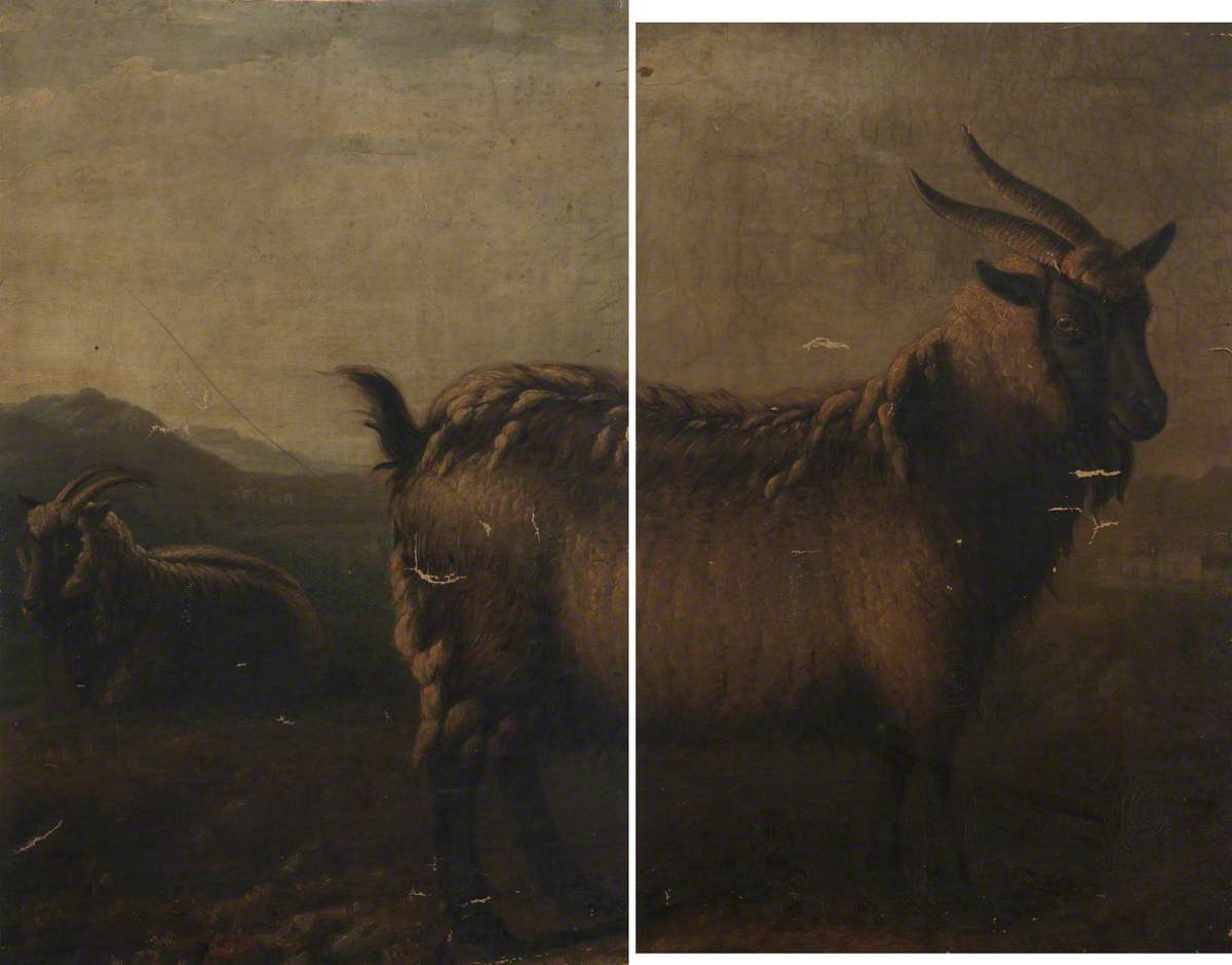 Brecon and Glamorgan Highland Goats