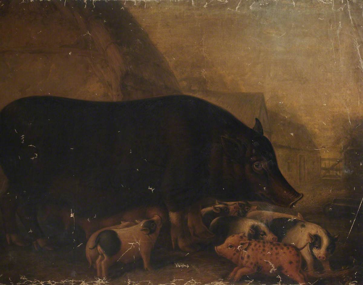 Siamese Sow and Piglets