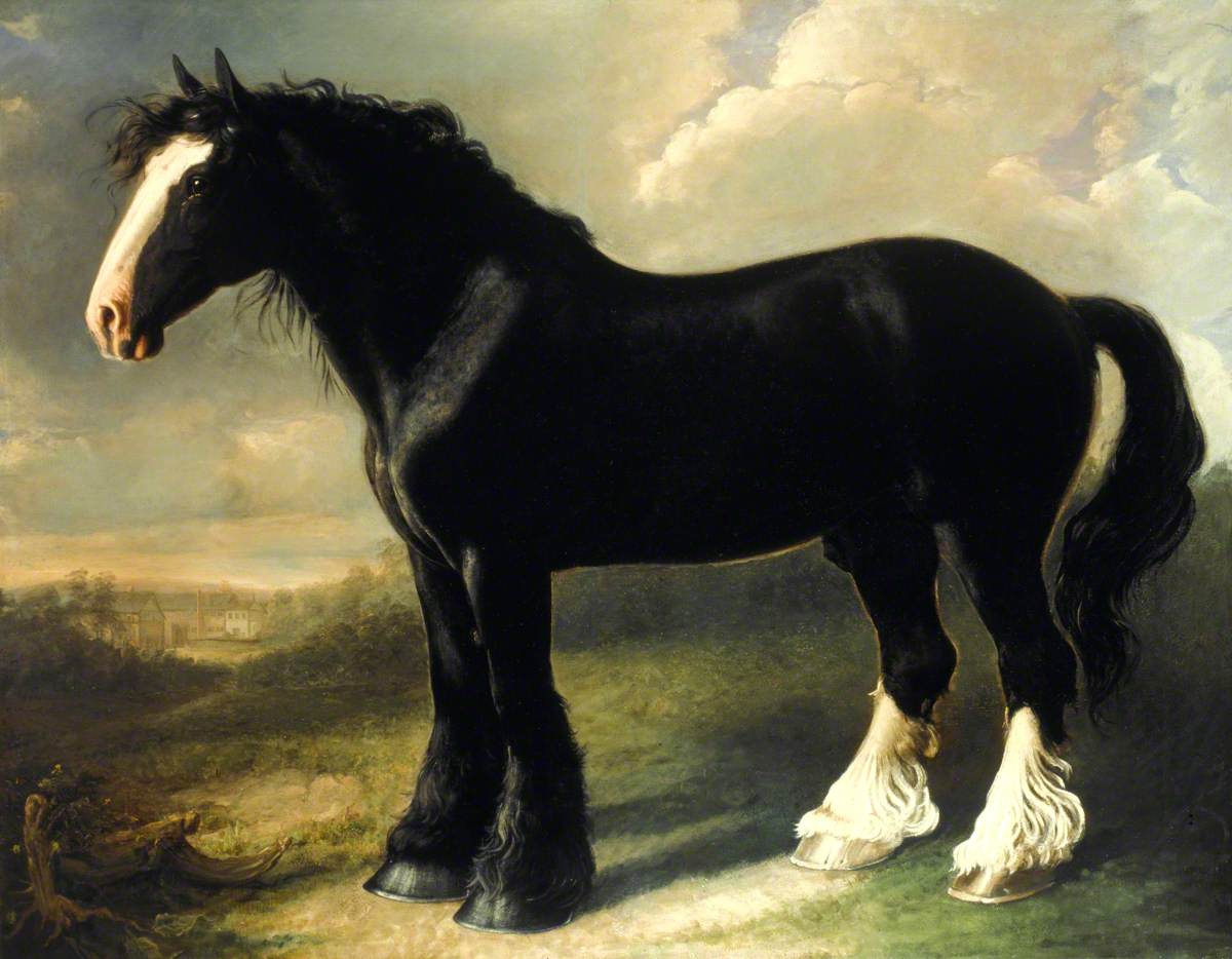 Old English Black Horse