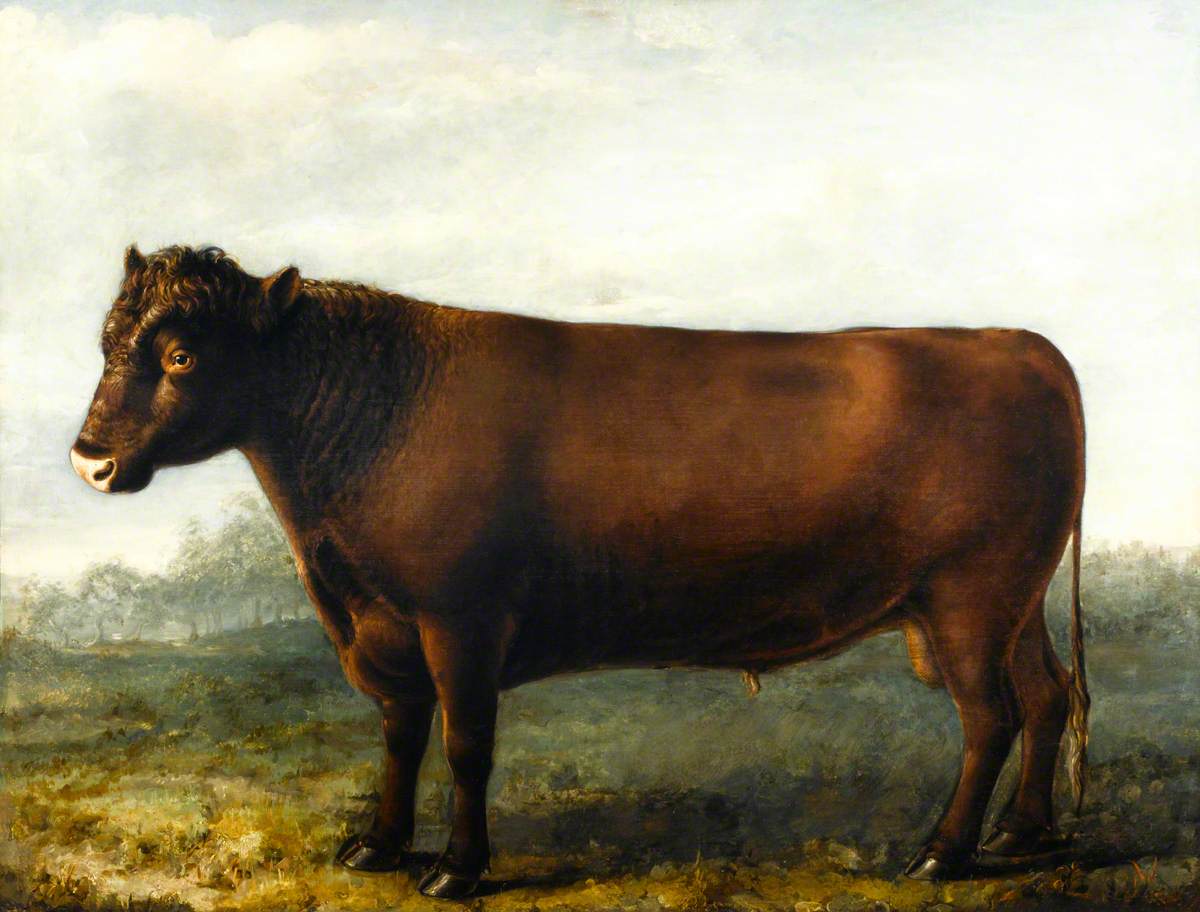 Polled Suffolk Bull