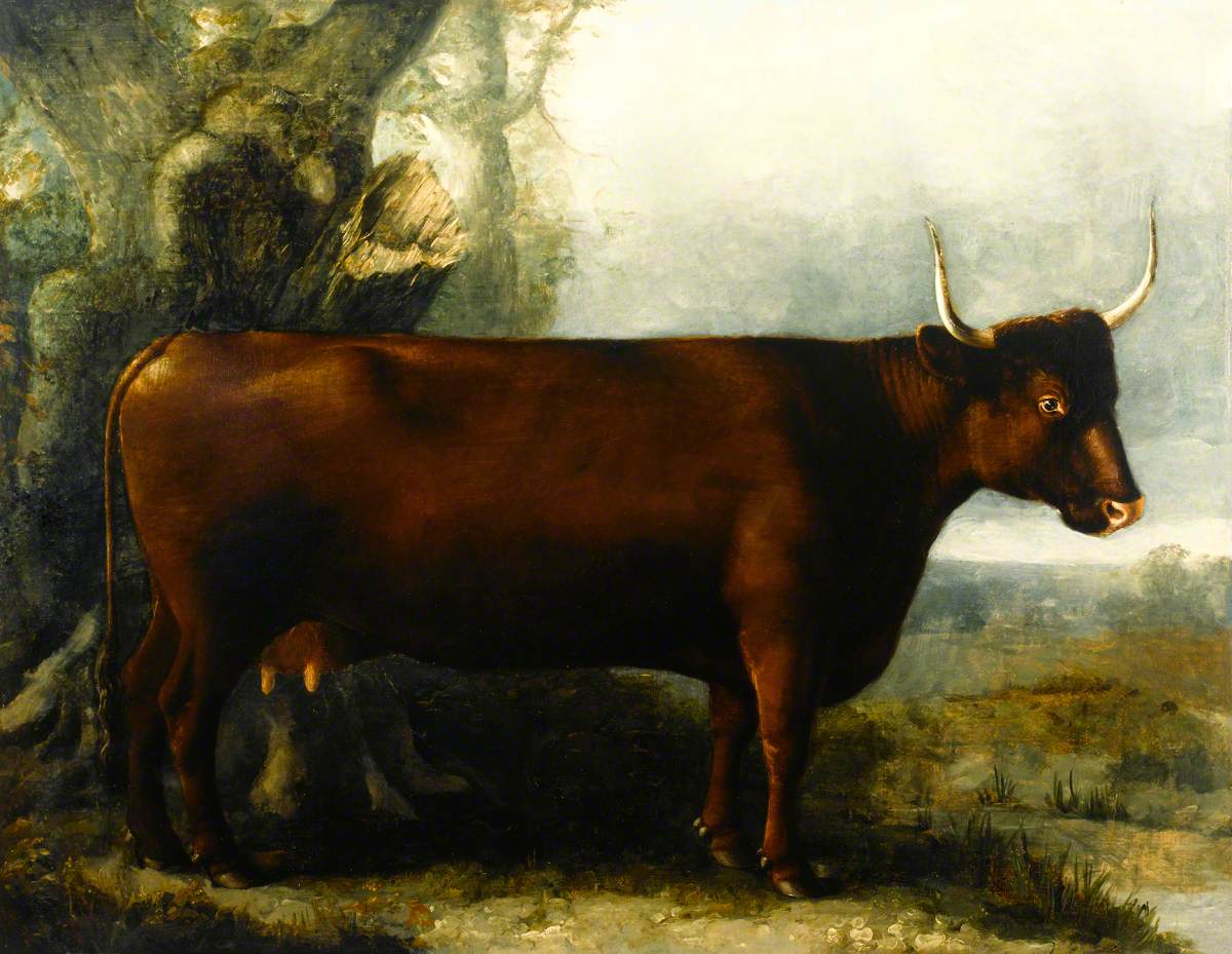 North Devon Cow