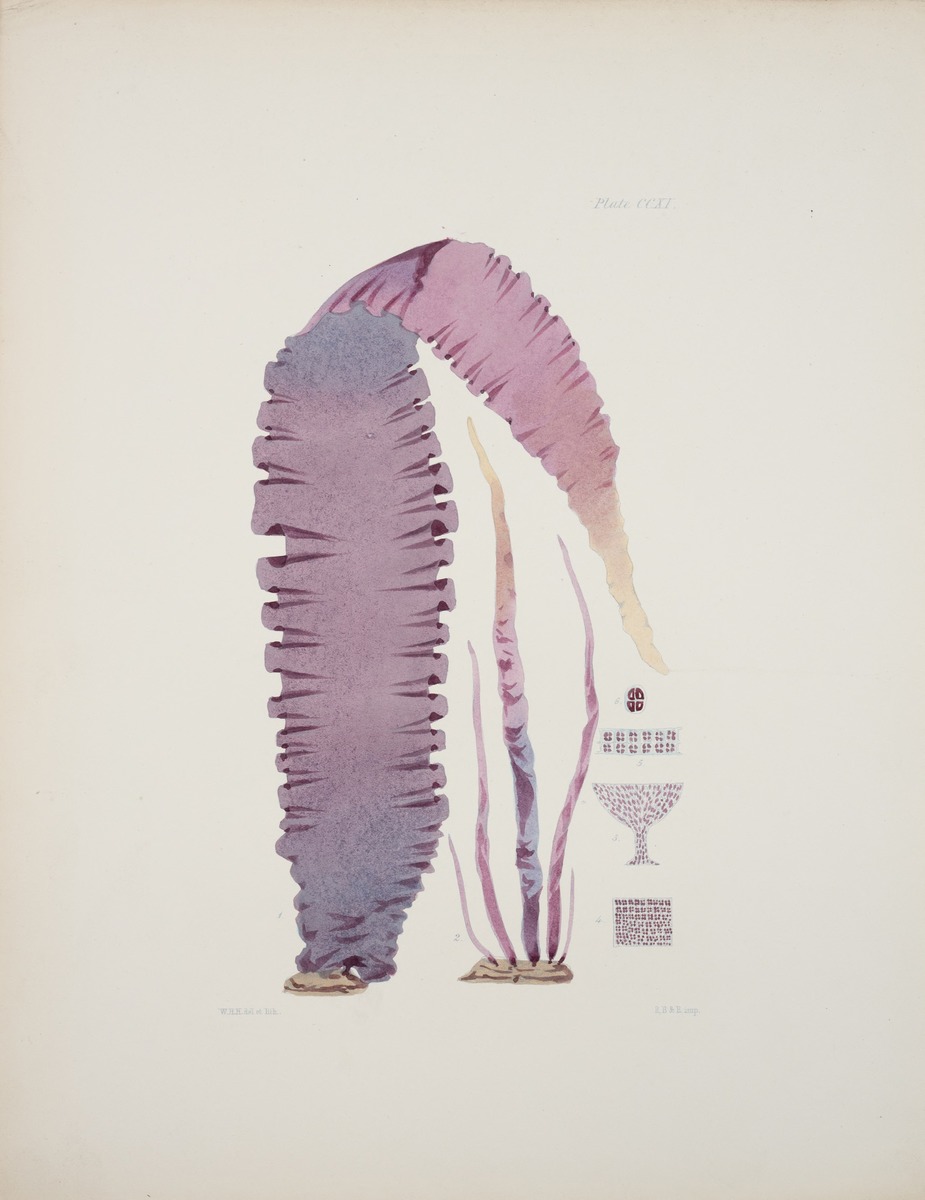 Purple Seaweed