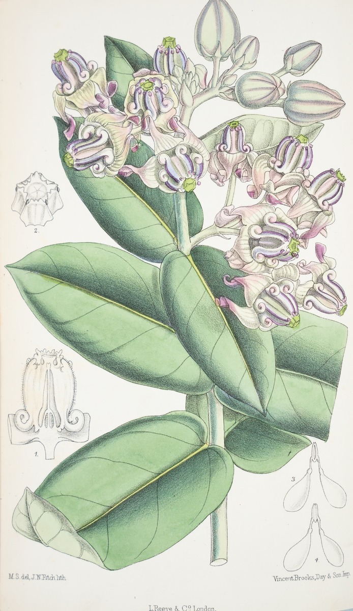 Calotropis Gigantea