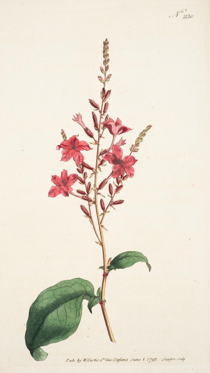 Indian Leadwort (Plumbago Rosea)