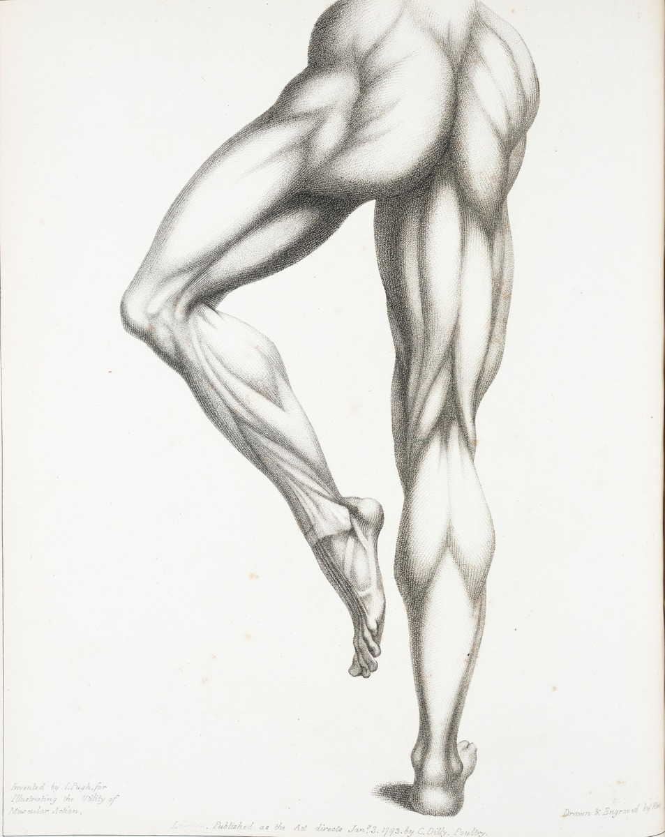 Leg Muscles