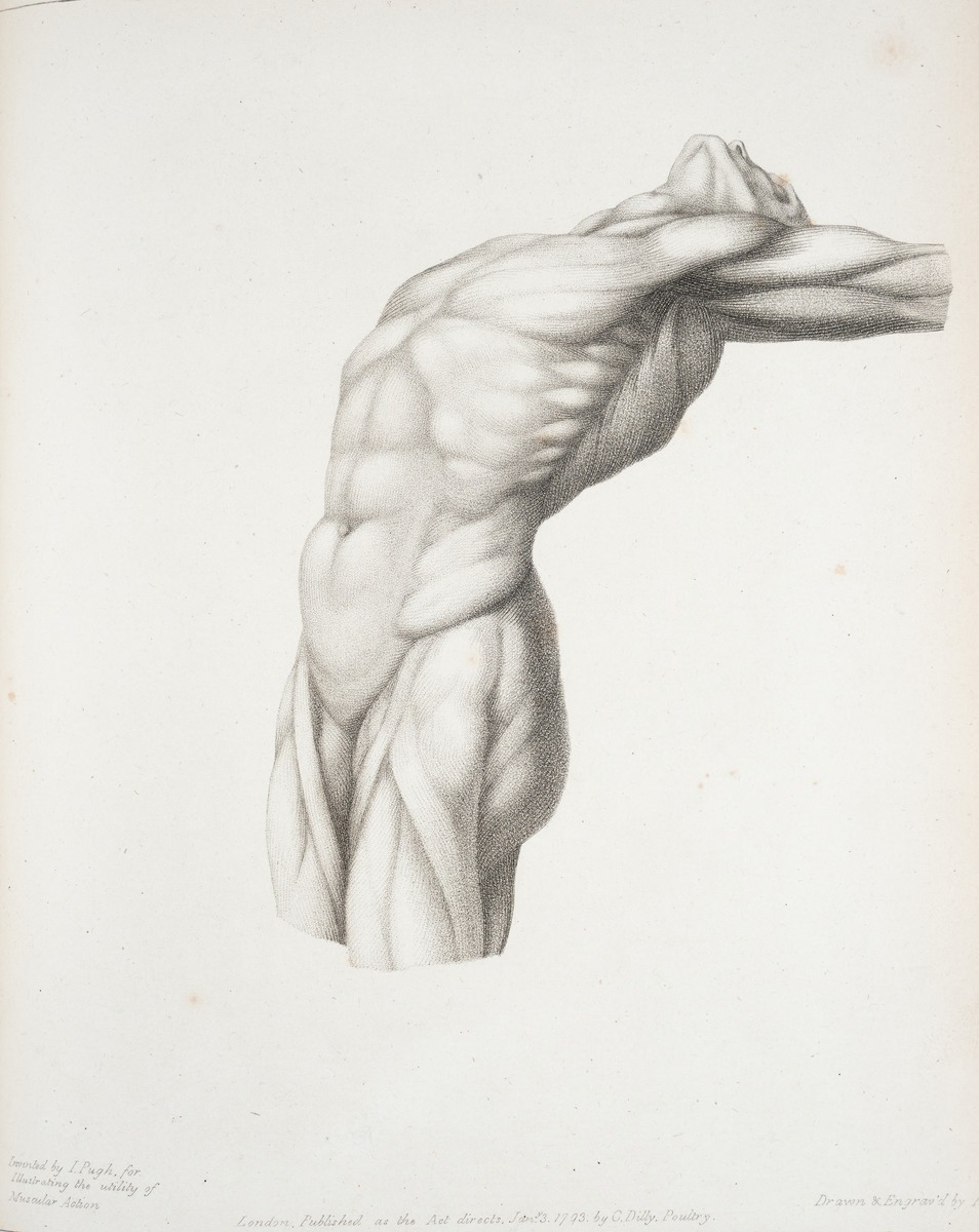 Torso Muscles