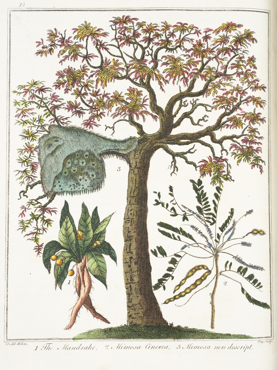 Mandrake
