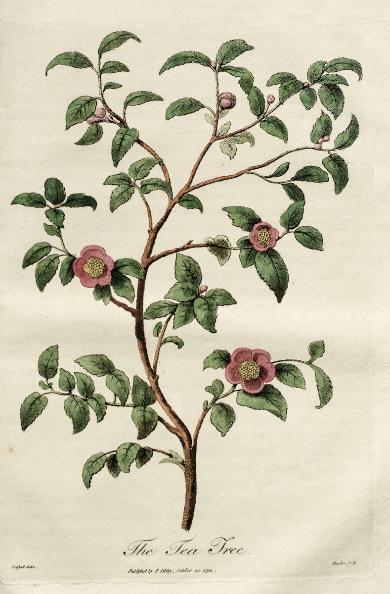 Tea Tree, Leptospermum Scoparium