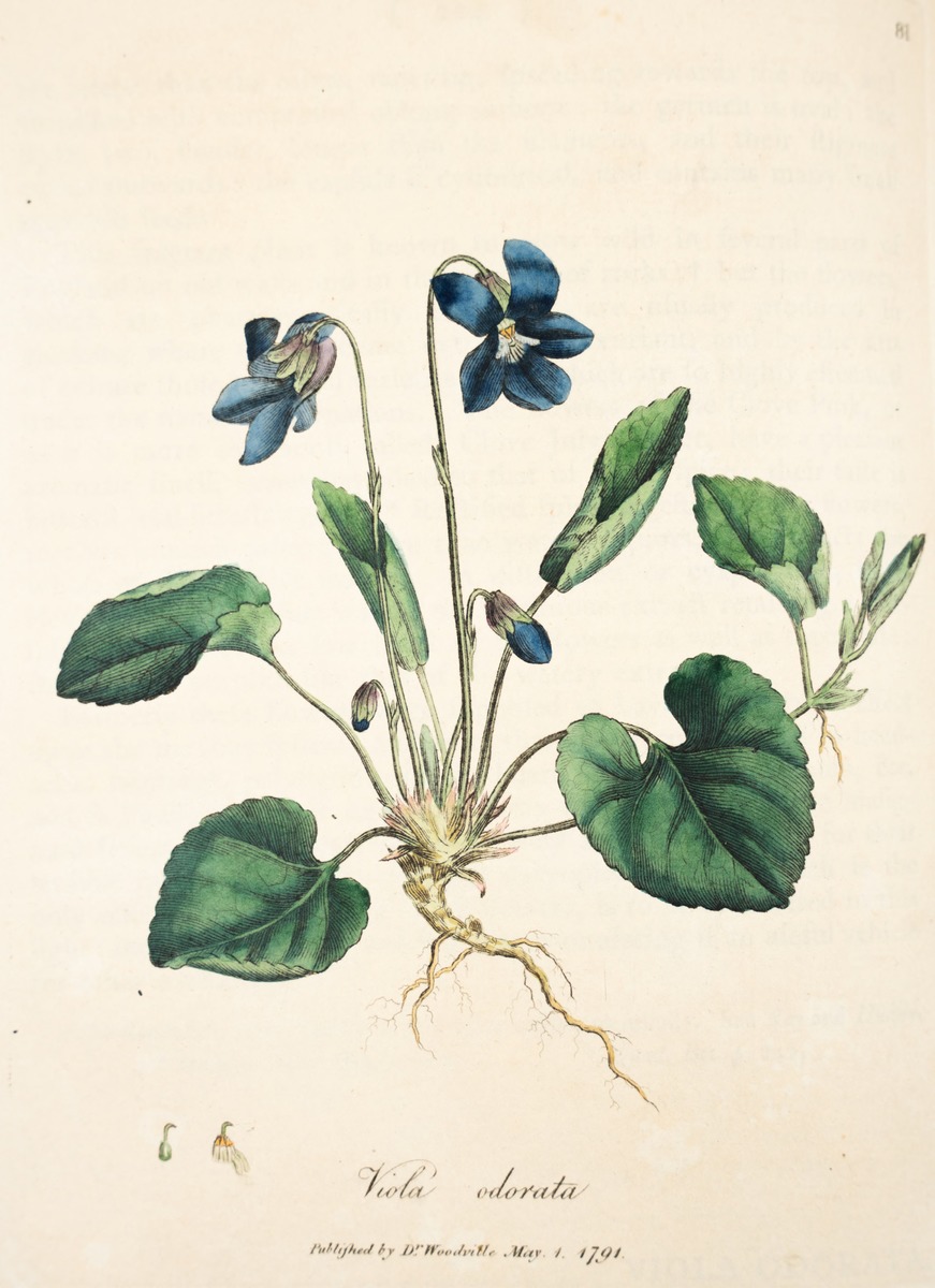 Violet