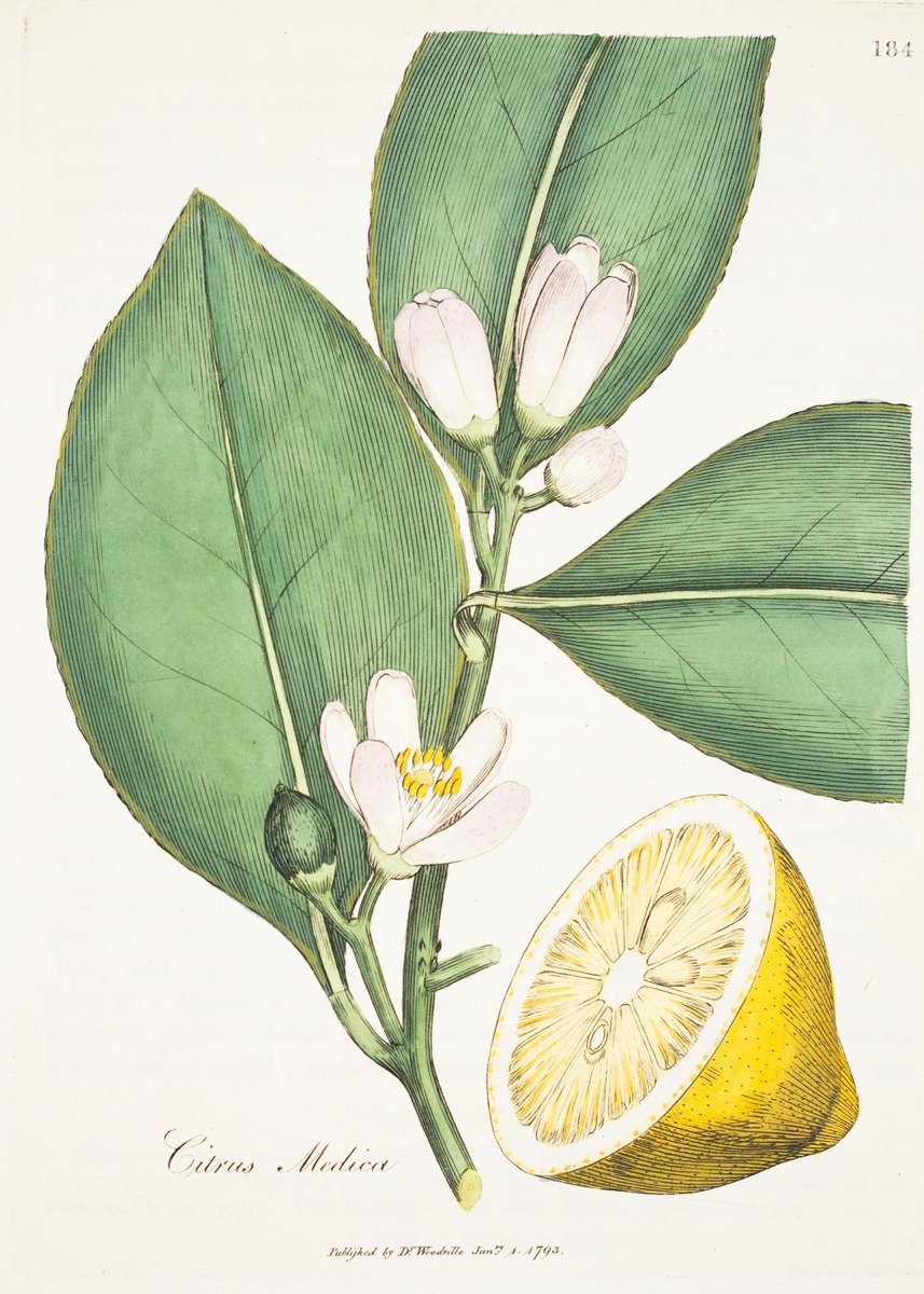 Lemon