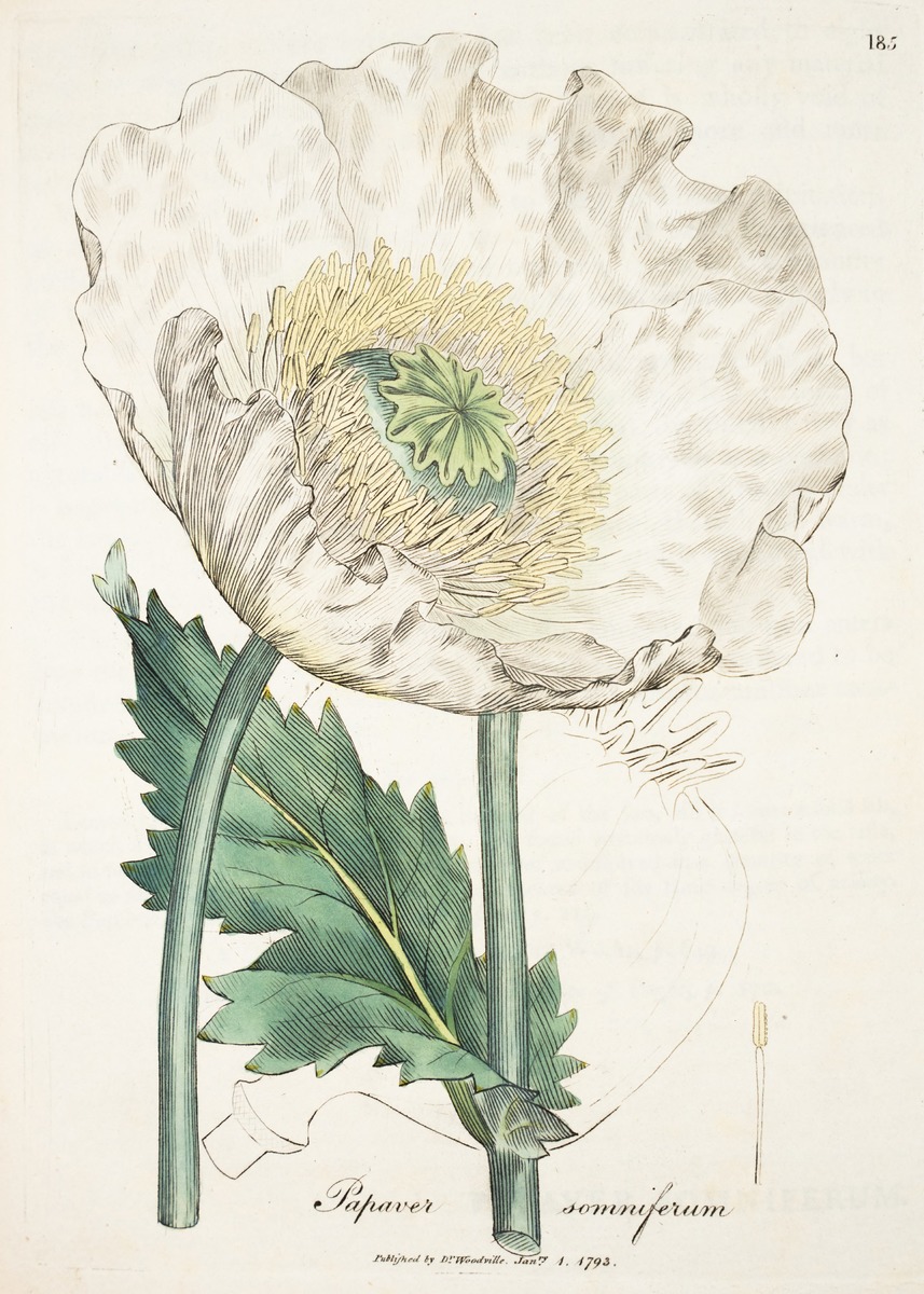 White Poppy