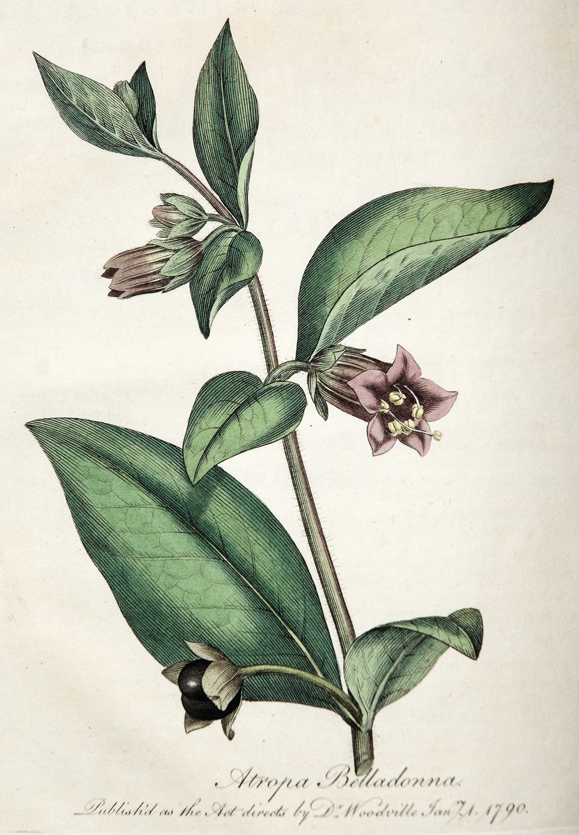 Deadly Nightshade, Atropa Belladonna