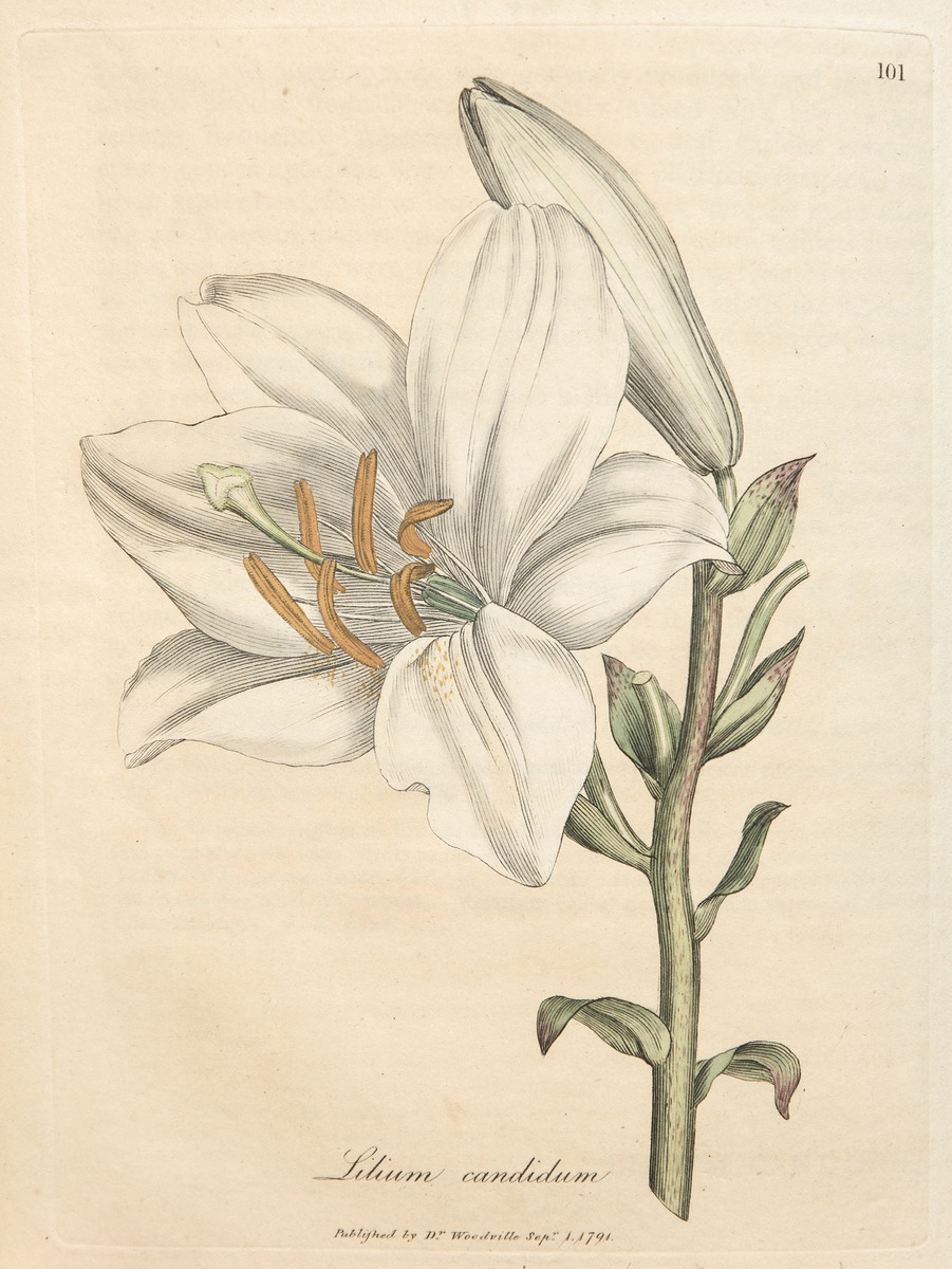 Lily, Lilium Candidum