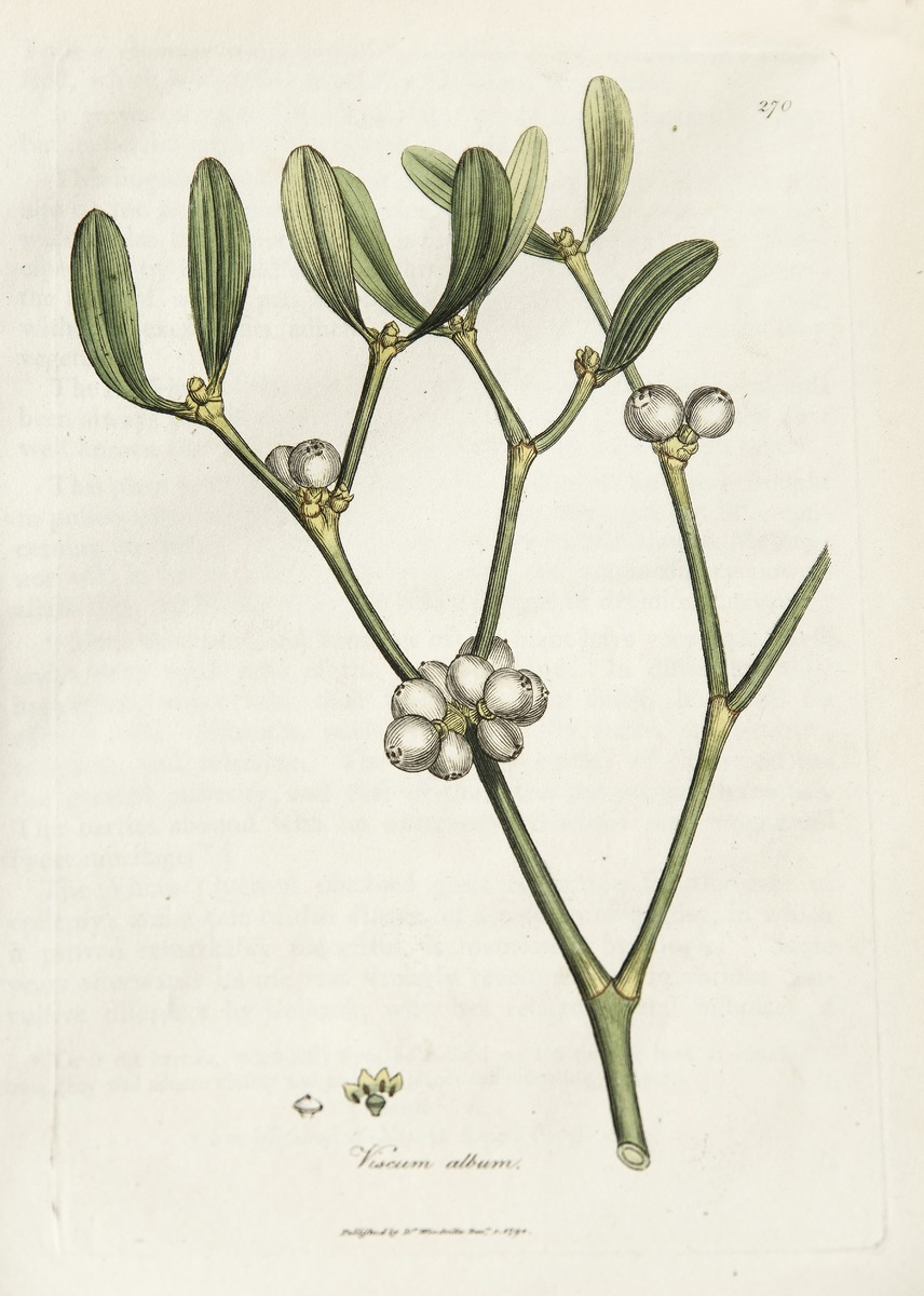 Mistletoe, Viscum Album